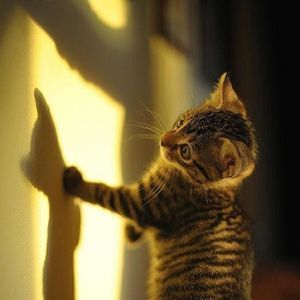 Meet your Posher, Martha